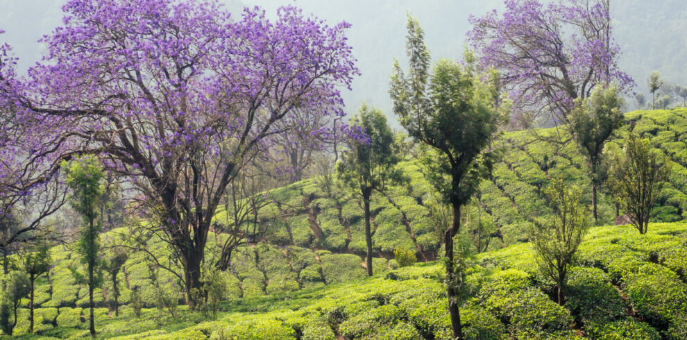 Munnar, green tea plantation