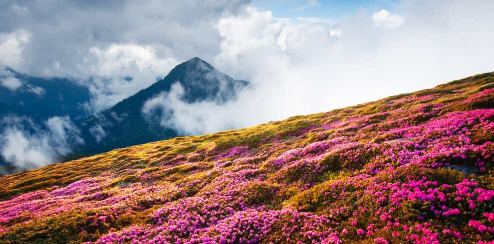 Valley of Flowers, Uttarakhand