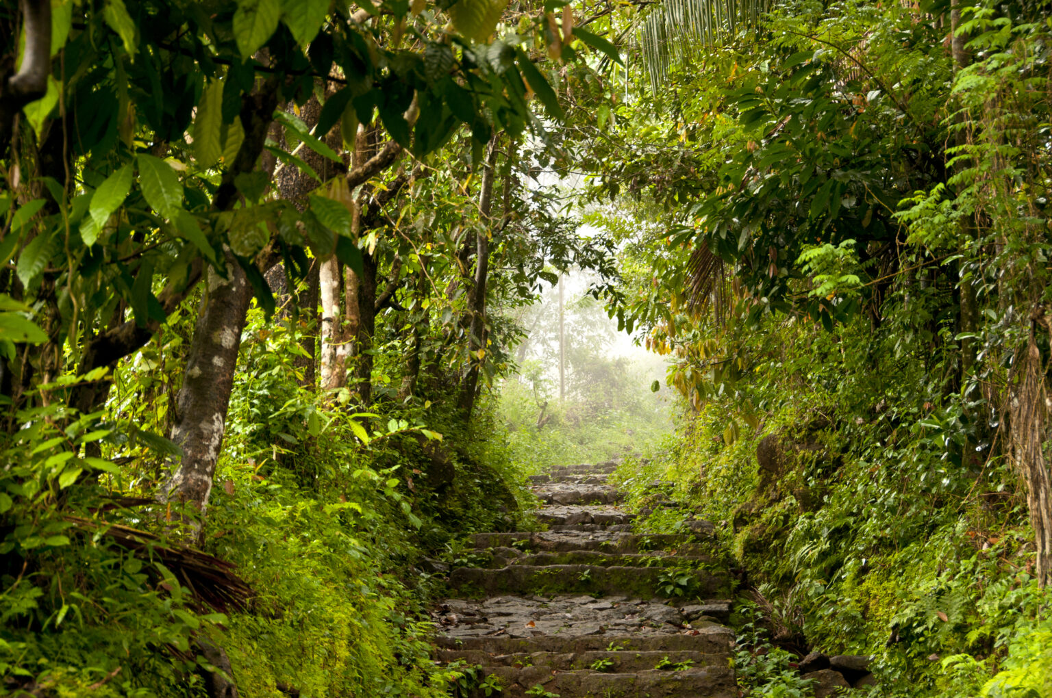 Munnar green forest